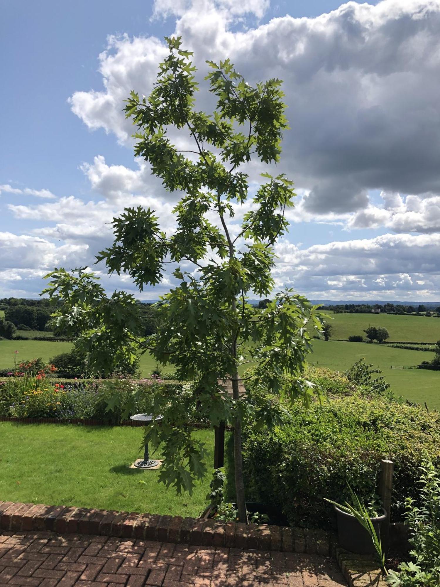 Betula Views Studio Newent Eksteriør bilde